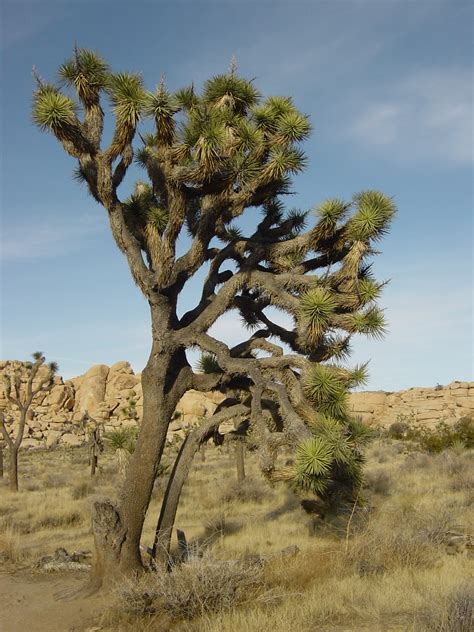 File:Joshua tree 1.jpg - Wikimedia Commons