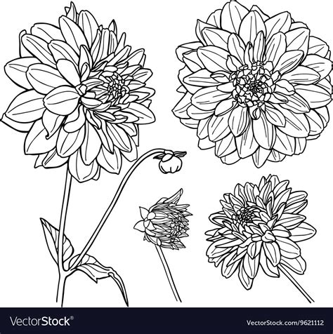 Dahlia flower set line art Royalty Free Vector Image