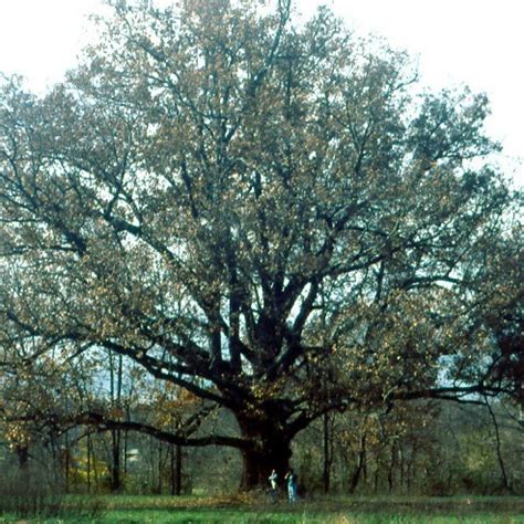 White Oak Bark Powder - BulkHerbsandSpice.Com