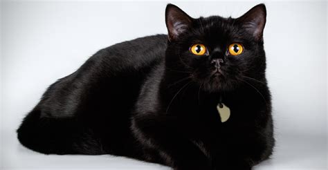 What Are The Types Of Black Cat Breeds? | Petfinder