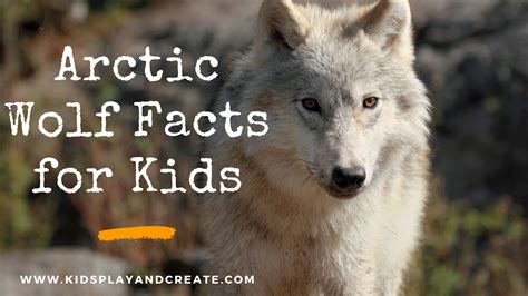 Arctic Wolf Facts for Kids - Kids Play and Create