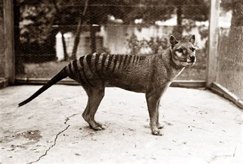 Thylacines likely went extinct much later than previously thought new research found | The North ...