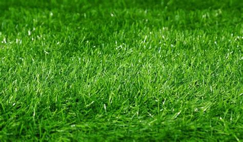 Green football field grass background. ... | Stock image | Colourbox