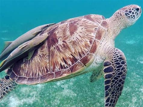 Where in the World to Swim with Wild Sea Turtles | Far & Wide