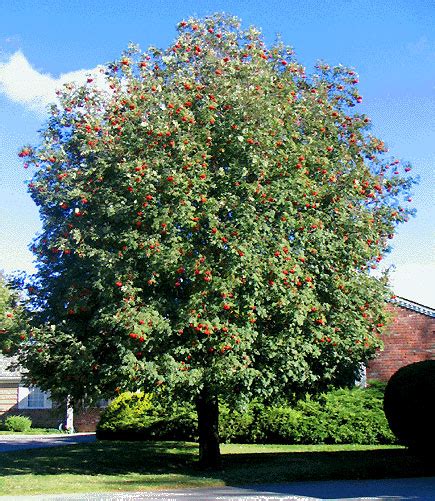 Mountain Ash Tree, Pictures of Sorbus aucuparia