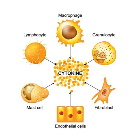 Differences between Cytokines and Chemokines - BioTherapies INC