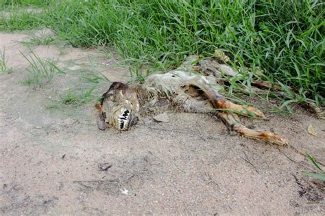 Dead, Dog, Decaying Dog in the Desert Stock Photo - Image of deceased ...