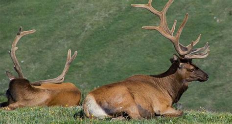 Eastern elk - Alchetron, The Free Social Encyclopedia