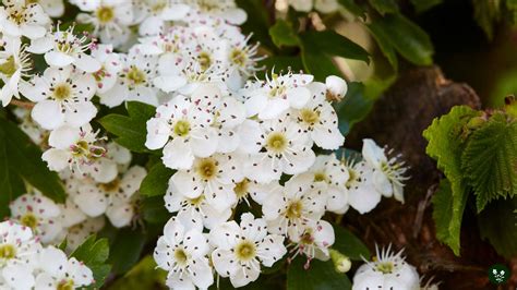 Hawthorn Flower Meaning: Colors, Symbolism & Secrets