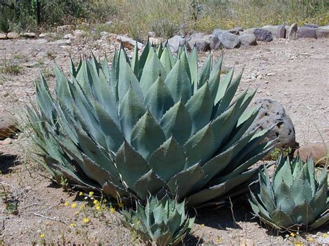 Types of Agave: Differences Between All The Agave Products - Sisana Sweeteners