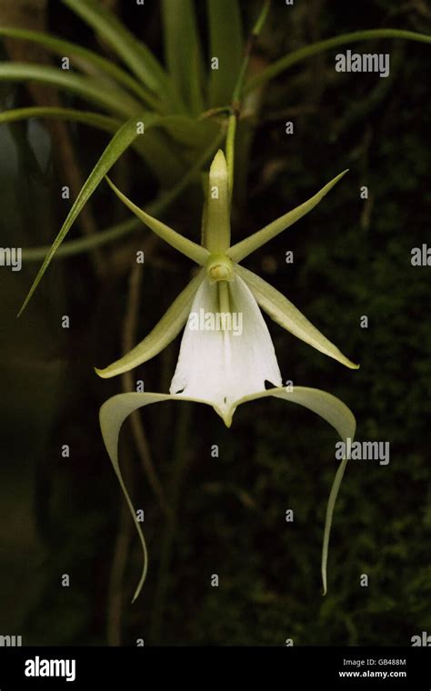 Ghost Orchid Stock Photo - Alamy