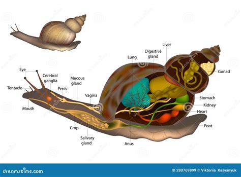 Snails Slugs Anatomy. Snail Body Structure Diagram. Internal And External Organs Stock Image ...