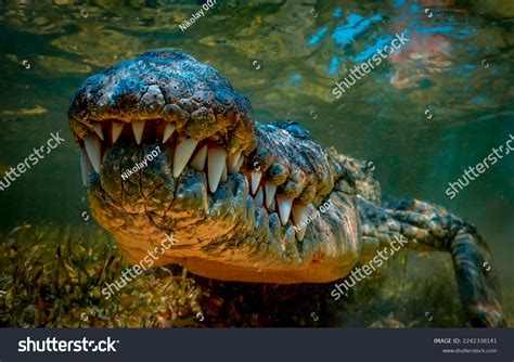 38,938 Alligator Crocodile Teeth Images, Stock Photos & Vectors | Shutterstock