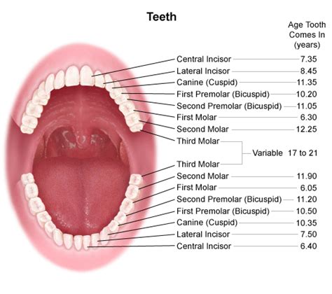 Anatomy and Development of the Mouth and Teeth - Stanford Medicine ...