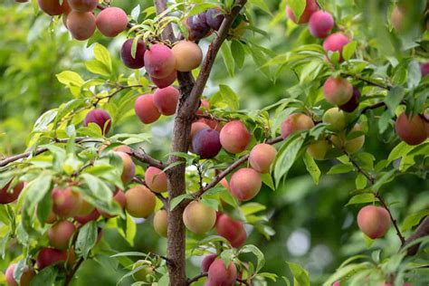 Growing Organic Fruit Trees: How to Optimize Health and Yield Without ...