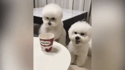 Animated GIF Give us food, we are very hungry in 2021 | Cute puppy videos, Hungry gif, Dog fails