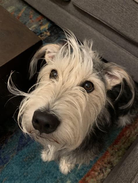 This is Moose. He has the best hair. : r/aww