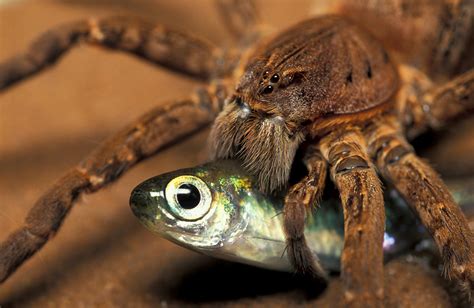 Fish-Eating Spiders Can Catch Prey 5 Times Their Size