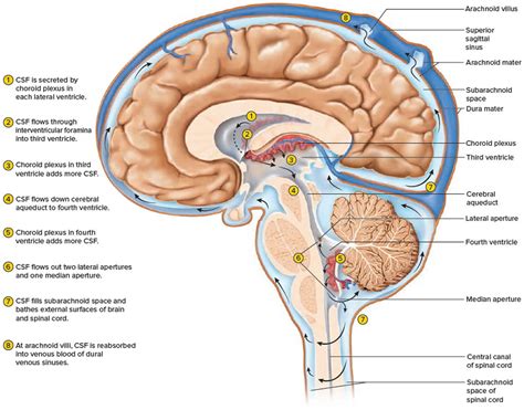 Ventricles of the brain anatomy, function & enlarged ventricles of brain