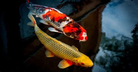 Koi Fish Facts | Cyprinus rubrofuscus "koi" - Wiki Point