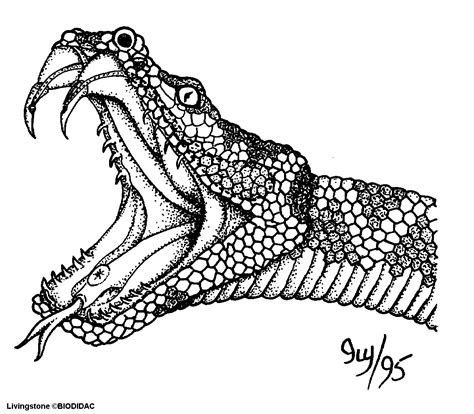 Anaconda Snake Coloring Pages