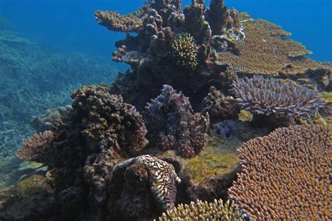 There's an octopus hiding in this photo of a coral reef… so can YOU spot where it is?