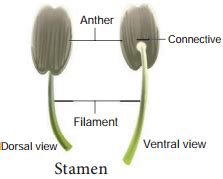 Androecium – Definiton of Androecium and its Various Types – NCERT MCQ