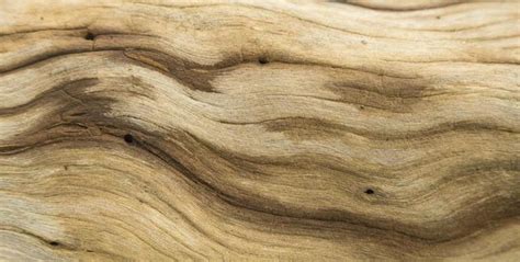 Birch Wood Texture Stock Photos, Images and Backgrounds for Free Download