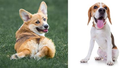 Corgi Beagle Mix: Breed History, Temperament, and Character - BarkSpot