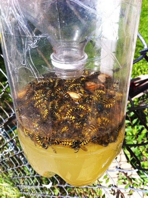 How to Make a Homemade Wasp Traps #DIY - My Favorite Things