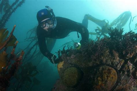 Trophy Abalone Diving at Sea Ranch and Mendonoma Area