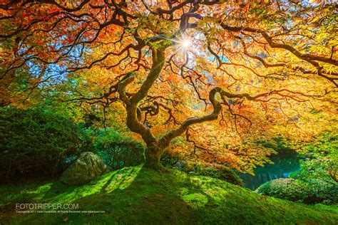 How to Shoot Portland Japanese Garden - Fototripper