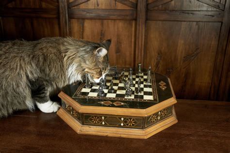 Cat Playing Chess Stock Photos, Pictures & Royalty-Free Images - iStock