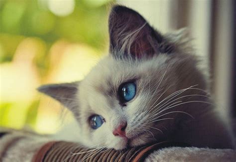 Sad Cat Wallpapers - Top Free Sad Cat Backgrounds - WallpaperAccess