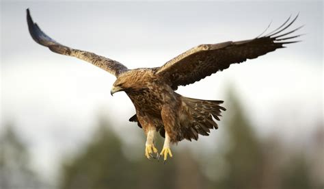 Free photo: Golden Eagle Flying - Animal, Bird, Eagle - Free Download ...