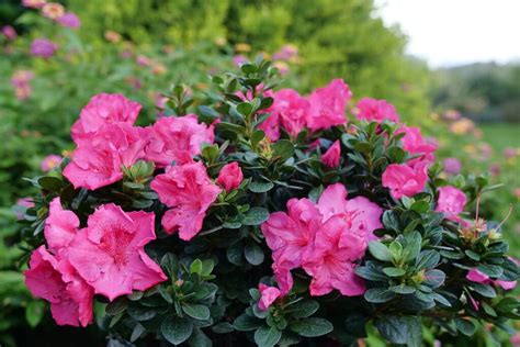 Discount special sell store free shipping 4 Plant Pack Mixed Dwarf Azaleas Small Evergreen ...