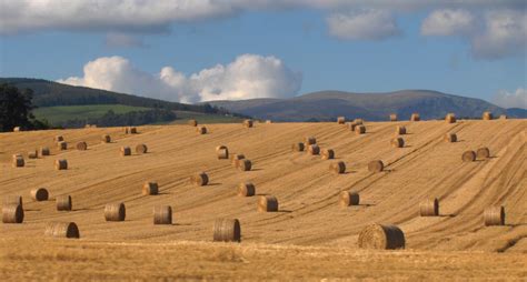 File:Round straw bales in a field.jpg - Wikimedia Commons