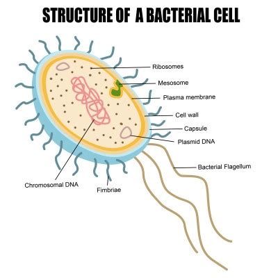 Cell Wall |Function, Cell Wall Structure, Bacterial Cell Wall | Biology@TutorVista.com