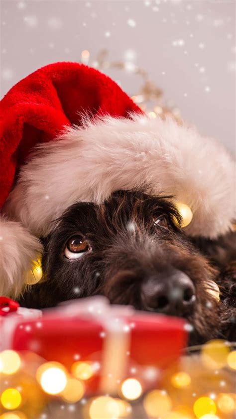 [100+] Christmas Dog Wallpapers | Wallpapers.com