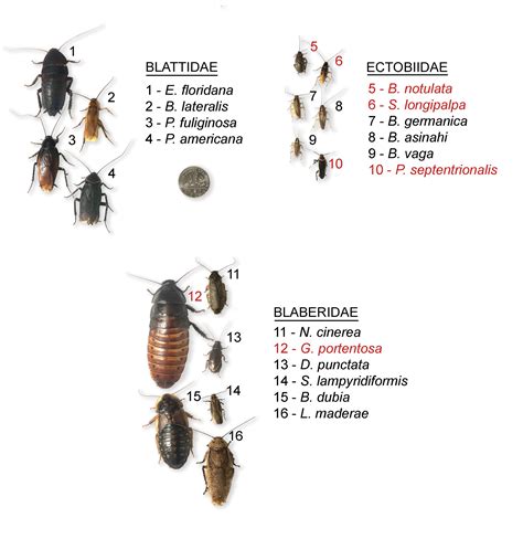 Common Types Of Cockroaches