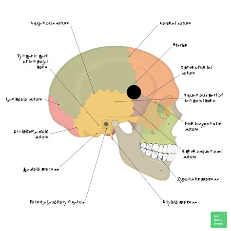 Skull Quiz - Lateral View | GetBodySmart