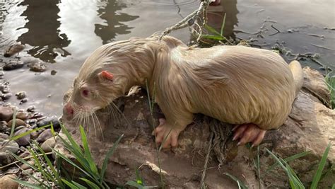 🔥 This rare albino Eurasian otter spotted in Iraq. : r/RealLifeShinies