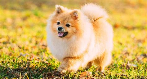 25 Fluffy Dog Breeds That You'll Want To Pet All Day Long, 57% OFF