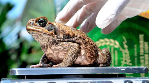 New study reveals urban cane toads have smaller poison glands | Sky News Australia