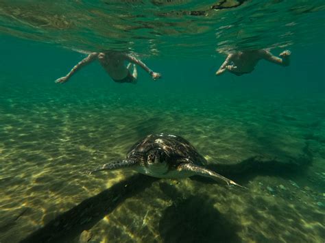 Turtle Swimming Underwater · Free Stock Photo