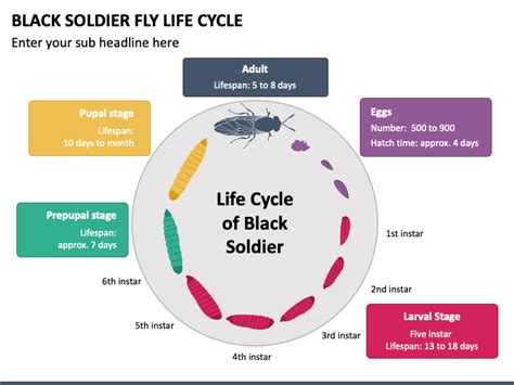 Black Soldier Fly Life Cycle