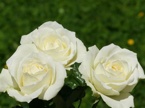 🔥 [50+] Beautiful White Roses Wallpapers | WallpaperSafari