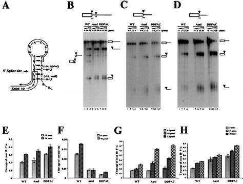 Oligonucleotide-targeted RNase H cleavage assays support a potential... | Download Scientific ...