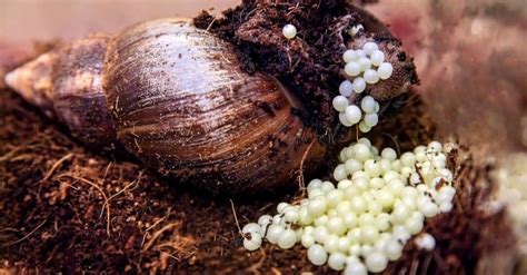 Snail Predators: What Eats Snails? - A-Z Animals