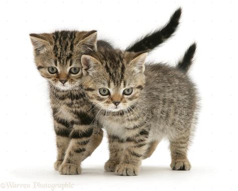 British Shorthair Brown Tabby kittens photo - WP10119